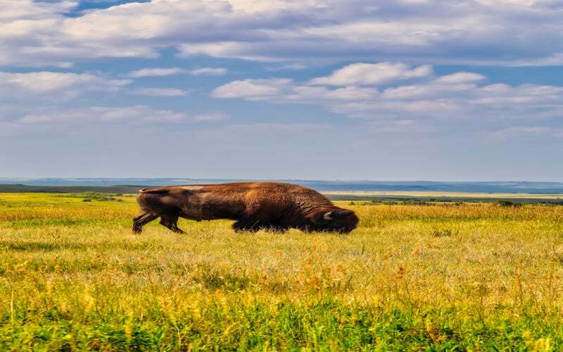 South Dakota Nursing License Guide